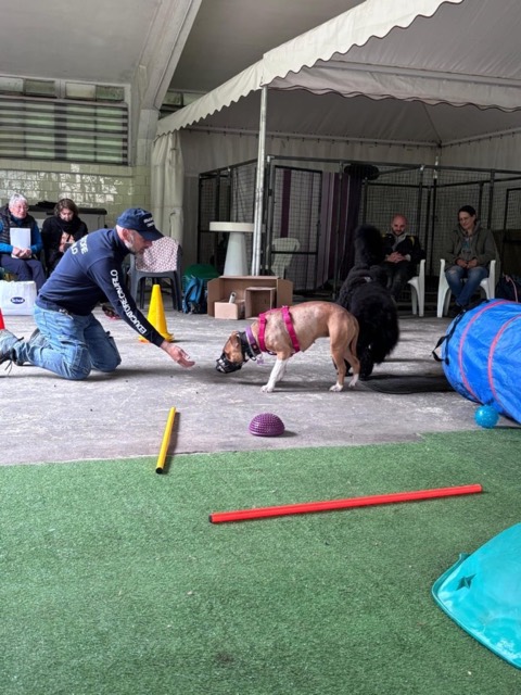 Essere cane per un giorno – seminario al Bosco di Gio, foto 13