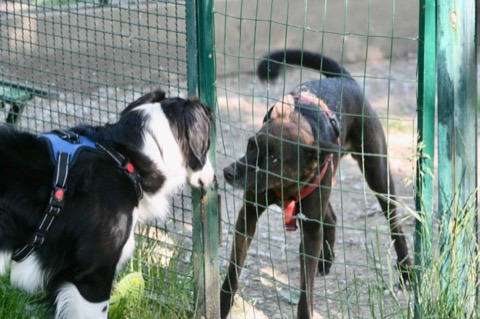 Essere cane per un giorno – passeggiata sociale e classi, foto 1