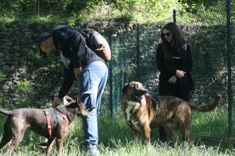Essere cane per un giorno – passeggiata sociale e classi, foto 3