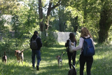 Essere cane per un giorno – passeggiata sociale e classi, foto 5
