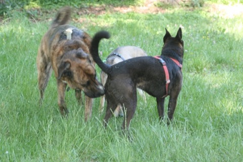 Essere cane per un giorno – passeggiata sociale e classi, foto 6