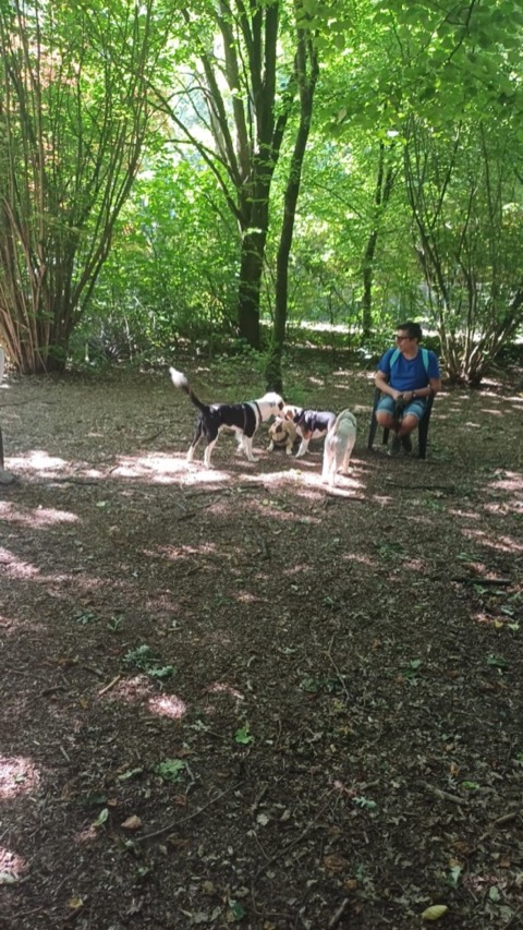 Essere cane per un giorno – passeggiata sociale e classi, foto 7
