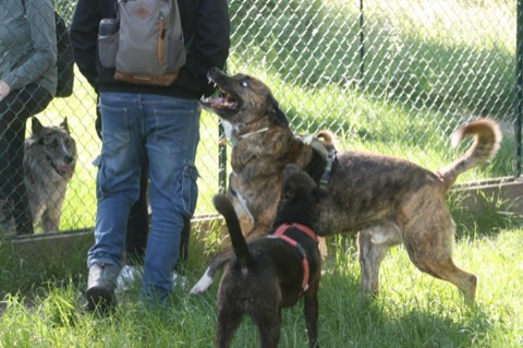 Essere cane per un giorno – passeggiata sociale e classi, foto 8