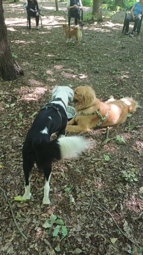 Essere cane per un giorno – passeggiata sociale e classi, foto 11