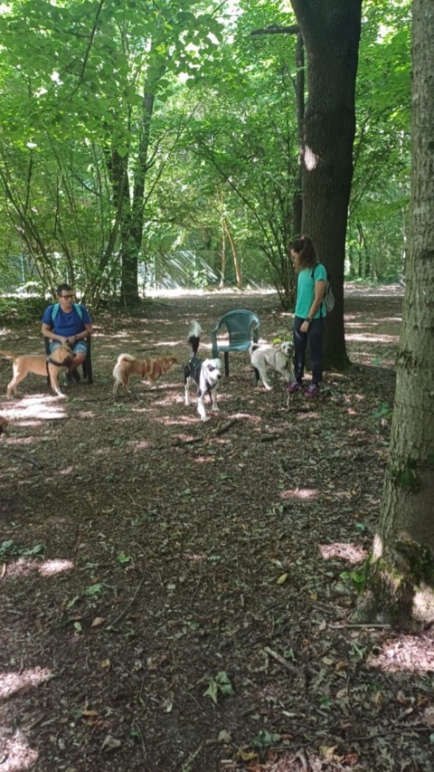 Essere cane per un giorno – passeggiata sociale e classi, foto 12