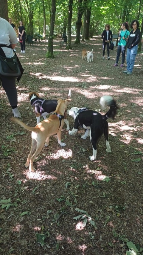 Essere cane per un giorno – passeggiata sociale e classi, foto 13