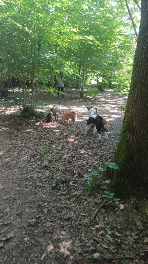 Essere cane per un giorno – passeggiata sociale e classi, foto 14