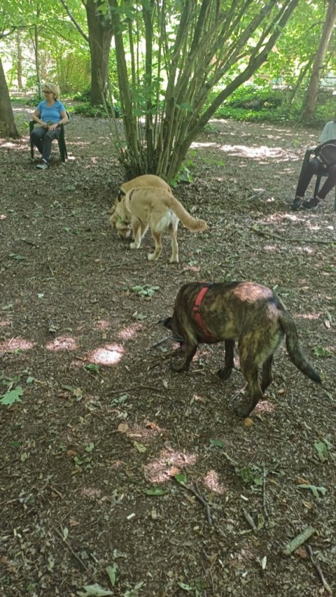 Essere cane per un giorno – passeggiata sociale e classi, foto 15