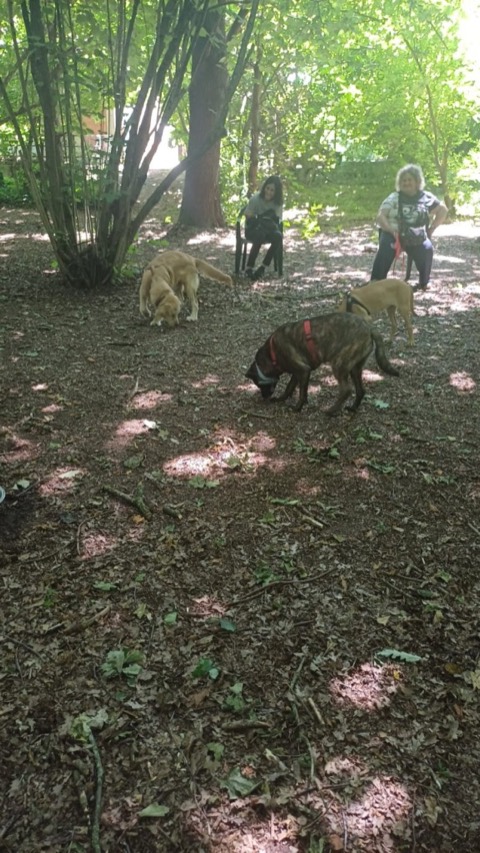 Essere cane per un giorno – passeggiata sociale e classi, foto 17